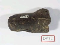 藏品(早坂犀牛指骨)的圖片